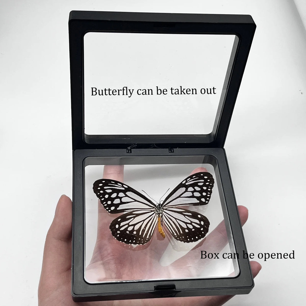 Real Butterfly Specimen in Decorative Frame