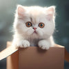 A fluffy, light orange and white Persian kitten peeks out of a cardboard box.