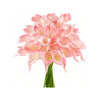 A cluster of pink calla lily blooms on a green stem.