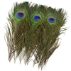 A bundle of natural peacock feathers with iridescent green and blue eye-spots.