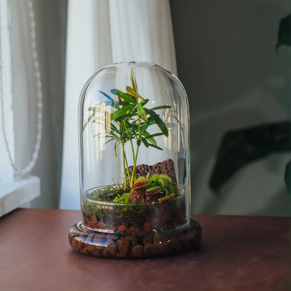 A glass cloche terrarium containing a small plant and moss, resting on a wooden base.