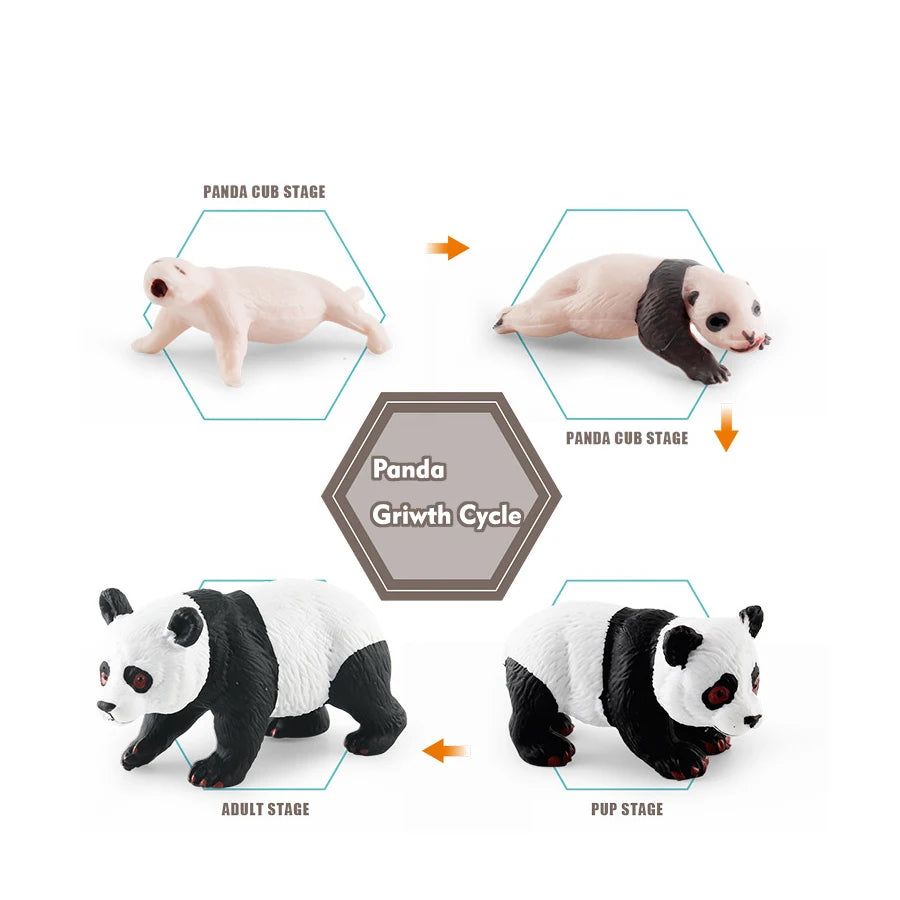 Set of realistic panda life cycle figurines showing stages from cub to adult