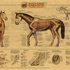 An anatomical diagram of a horse showing skeletal features and muscle groups.