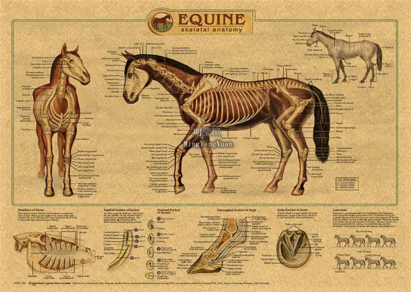 An anatomical diagram of a horse showing skeletal features and muscle groups.