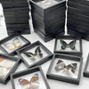 Real Butterfly Specimen in Decorative Frame
