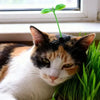 A domestic cat peeking out from behind bright green grass with a small sprout growing on its head.