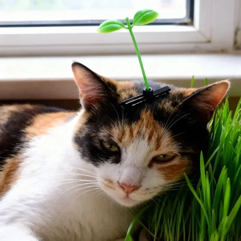 A domestic cat peeking out from behind bright green grass with a small sprout growing on its head.