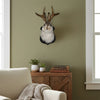 A decorative wall mount featuring a taxidermy bunny head with antlers mounted on a light green wall.