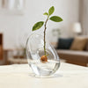A clear glass vase holds a small avocado seedling with green leaves and a brown fruit.