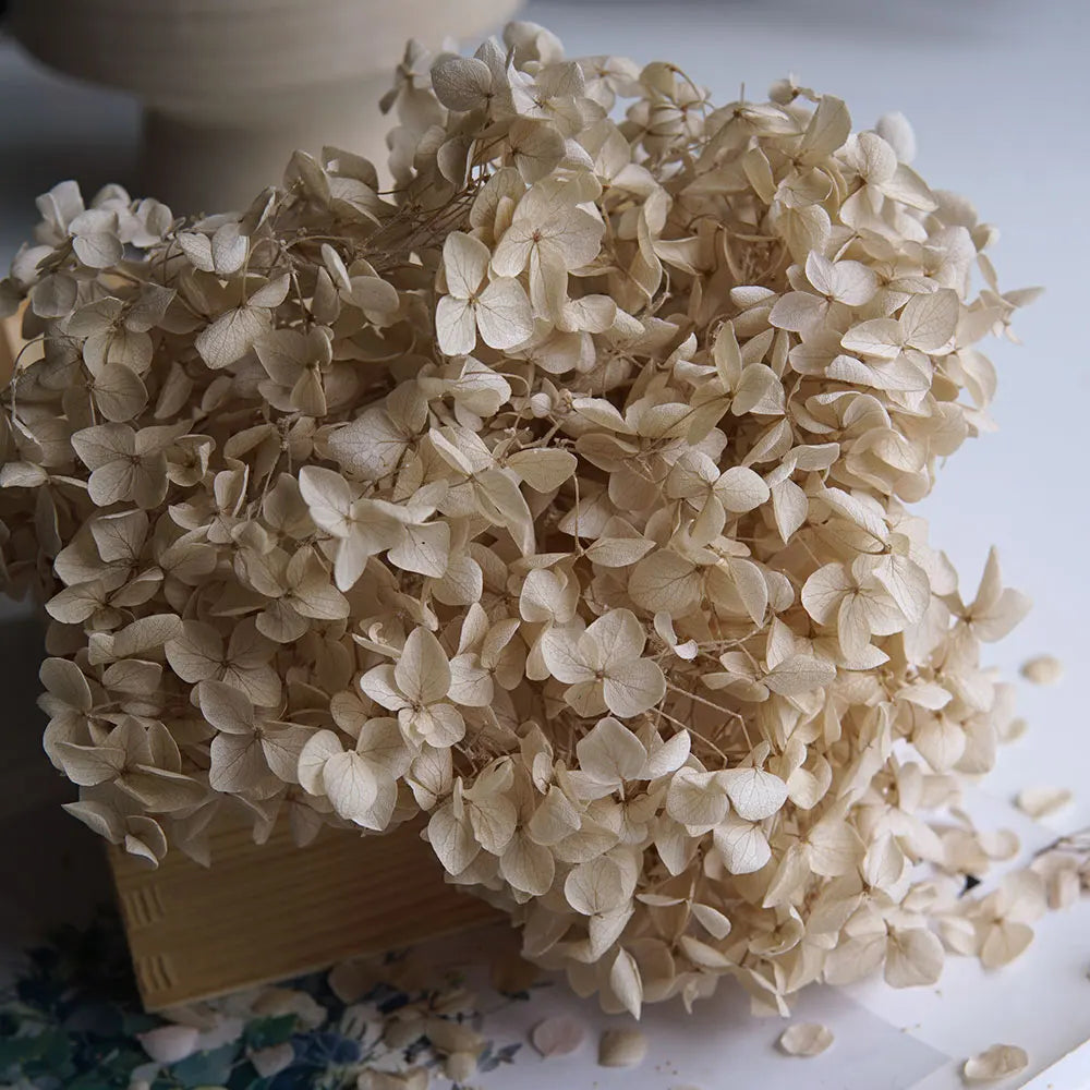 A large bunch of dried, light beige hydrangea florets displayed on a wooden surface.