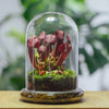 A glass cloche terrarium filled with moss and small plants on a wooden base.