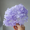A hand holds a cluster of light purple dried hydrangea flowers.