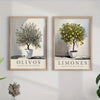 Two framed botanical canvas prints featuring olive trees and lemons, labeled Olivos and Limones.