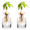 A glass vase containing a plant with leaves and roots, used as a starter for growing an avocado tree.