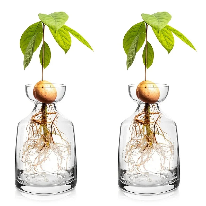 A glass vase containing a plant with leaves and roots, used as a starter for growing an avocado tree.