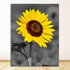 A close-up photograph of a bright yellow sunflower against a gray, blurred background.
