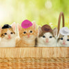Cinq adorables chatons portant de mini chapeaux western cowgirl assis sur une surface en bois.