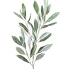 Watercolor illustration of a sprig of sage green botanical leaves.