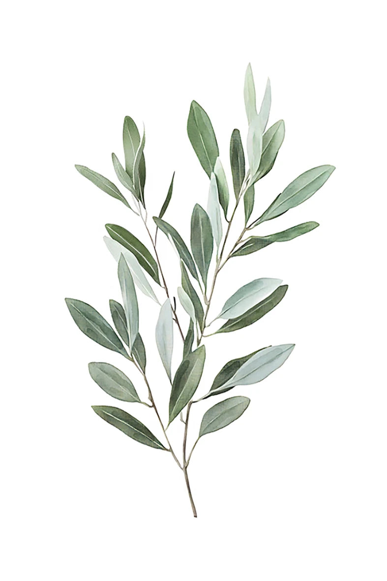 Watercolor illustration of a sprig of sage green botanical leaves.