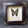 A framed piece of art featuring a butterfly specimen with the text Carpe Diem and a quote about the sun and shade.