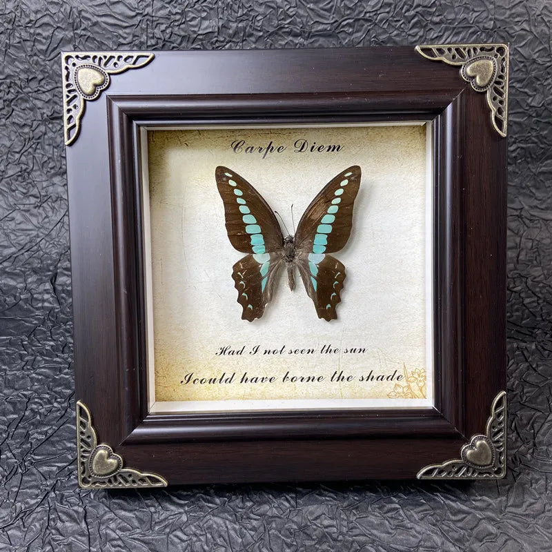 A framed piece of art featuring a butterfly specimen with the text Carpe Diem and a quote about the sun and shade.