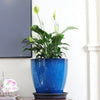 A large, vibrant blue resin planter holding a green Monstera plant on a dark tray.