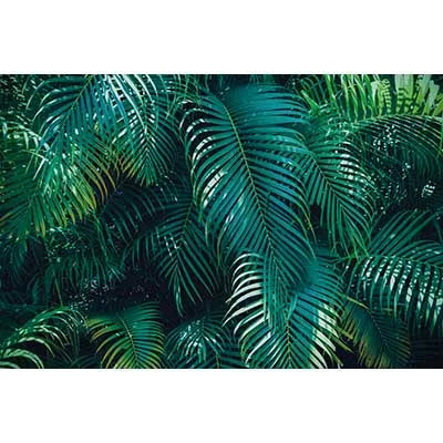 A dense background of vibrant green tropical jungle leaves used as a photography backdrop.