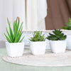 Set of 3 Artificial Evergreen Bonsai Plants