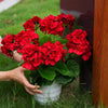 A hand holds a pot of vibrant red artificial geranium flowers against a dark background.