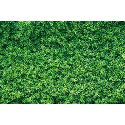 Vibrant green tropical jungle leaf photography backdrop for parties and studio shoots