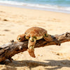 A small, light brown turtle figurine is resting on a piece of driftwood on a sandy beach with the ocean in the background.