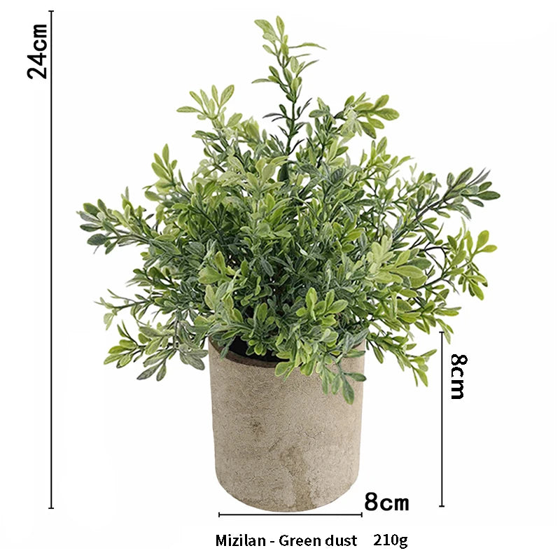 A potted green dust eucalyptus plant in a rustic brown pot, measuring 24cm high.