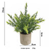 A potted juniper green plant in a rustic pot, measuring 25cm high.