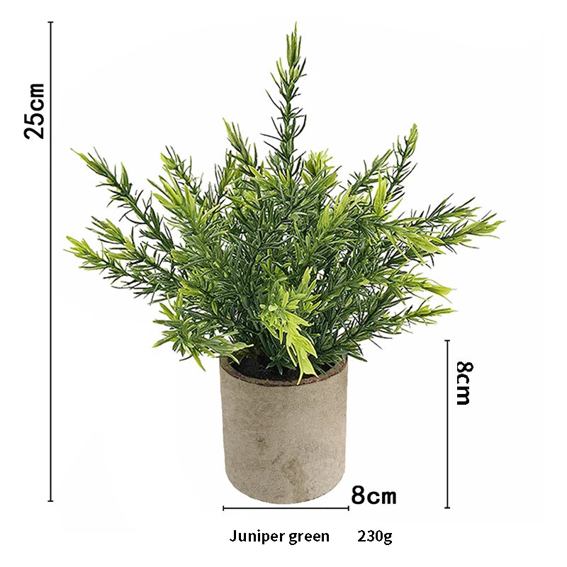 A potted juniper green plant in a rustic pot, measuring 25cm high.