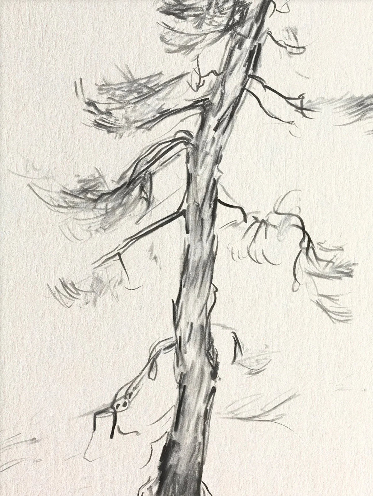 A black and white sketch of a tree with branches and small animals drawn on paper.