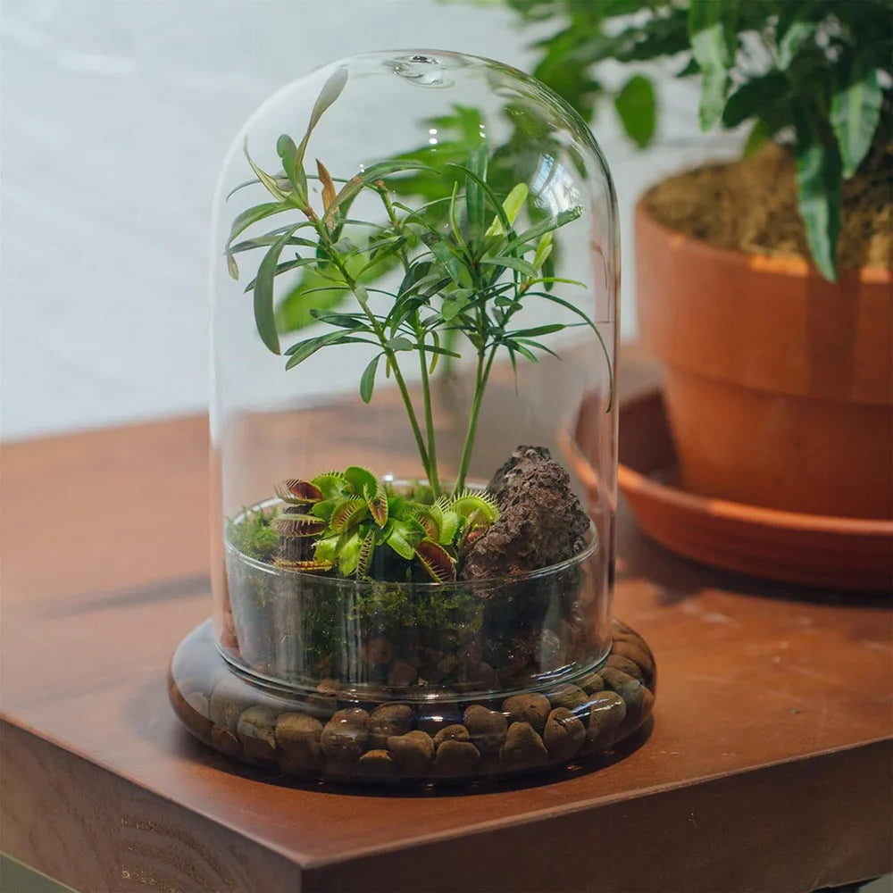 A glass cloche terrarium containing a small green plant and moss, set on a wooden base.