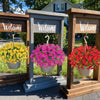 A display featuring potted artificial morning glory and eucalyptus flower stems in wooden frames.
