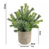 A small, leafy eucalyptus plant in a rustic gray pot, measuring 22cm high.