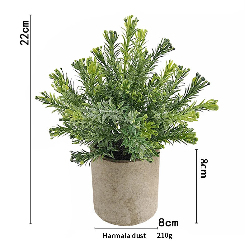 A small, leafy eucalyptus plant in a rustic gray pot, measuring 22cm high.