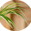 A branch of artificial chlorophytum with green leaves and white variegation.