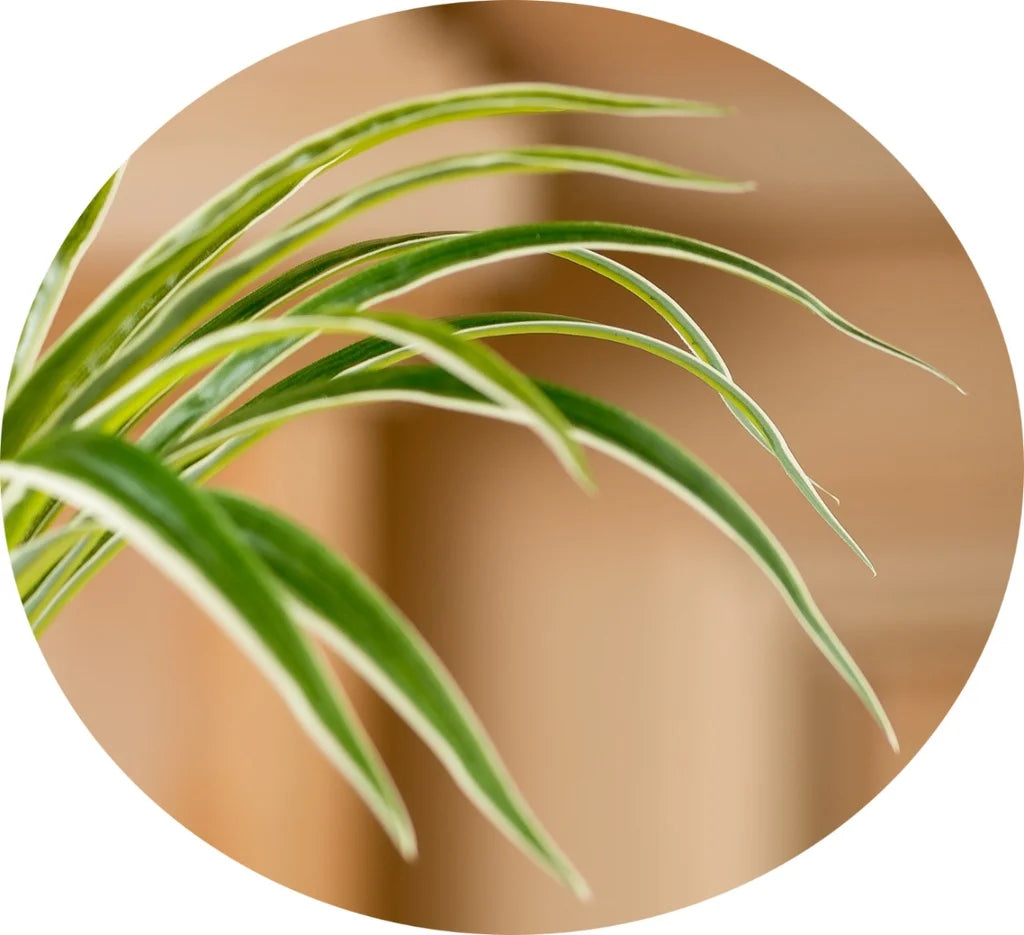 A branch of artificial chlorophytum with green leaves and white variegation.