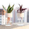 Two glass planters containing indoor plants with visible roots on a textured surface