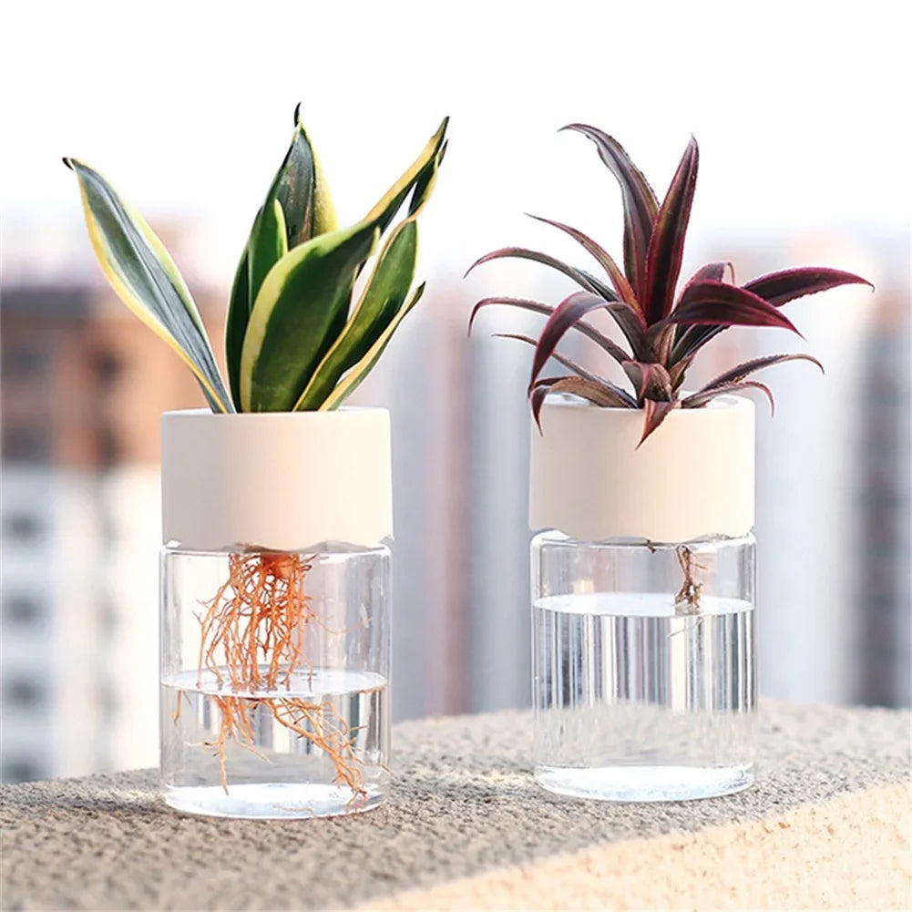 Two glass planters containing indoor plants with visible roots on a textured surface