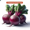 A bunch of fresh red beets with green leaves on a white background.