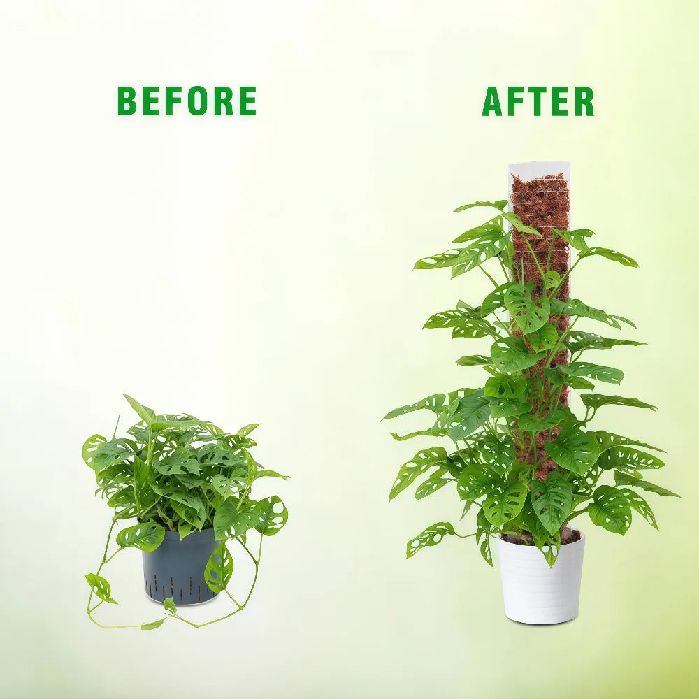 Before and after comparison of a climbing plant using a plastic moss pole for support
