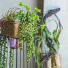 Artificial hanging succulent vine with green leaves and stems displayed in a black hanging planter.