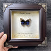 A dark brown framed piece of art featuring a blue and black butterfly specimen and text on aged paper.