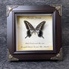 A framed piece of art featuring a black butterfly specimen with gold lettering on a light background.