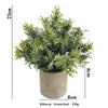 A potted Hibiscus plant with green dust foliage in a rustic brown pot.