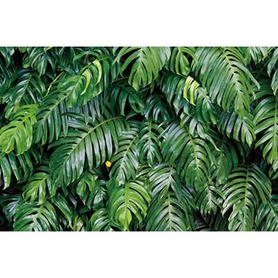 A dense arrangement of vibrant green tropical jungle leaves used as a photography backdrop.